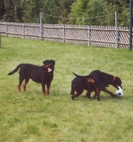 Assi, Ruthli und Rico